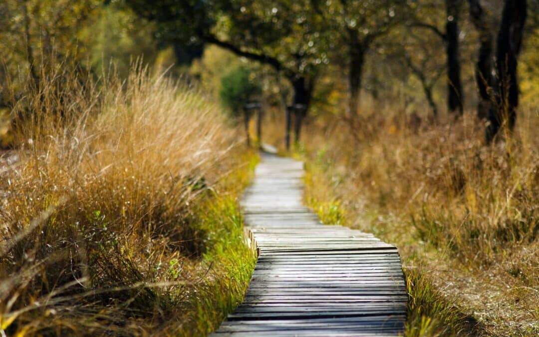 wooden bridge in shallow photo